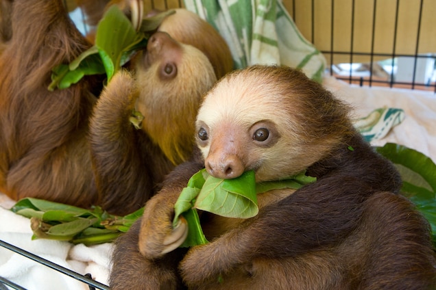 Costa Rica Closes Zoos—Where Will the Animals Go?