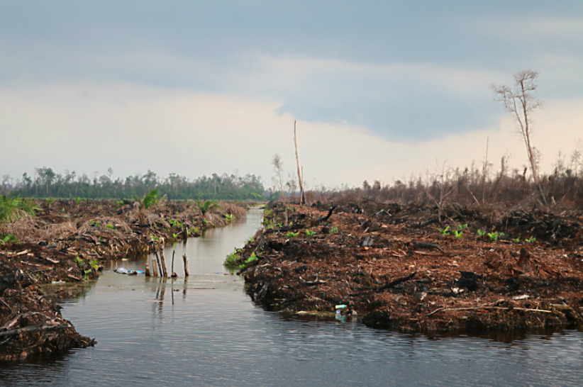 From cookstoves to forests, UN puts eye on mending global environment